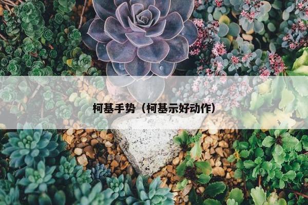 柯基手势（柯基示好动作）