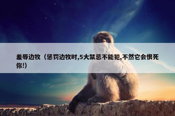 羞辱边牧（惩罚边牧时,5大禁忌不能犯,不然它会恨死你!）