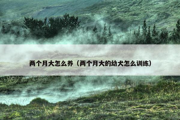 两个月大怎么养（两个月大的幼犬怎么训练）