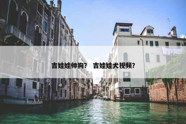 吉娃娃帅狗? 吉娃娃犬视频?