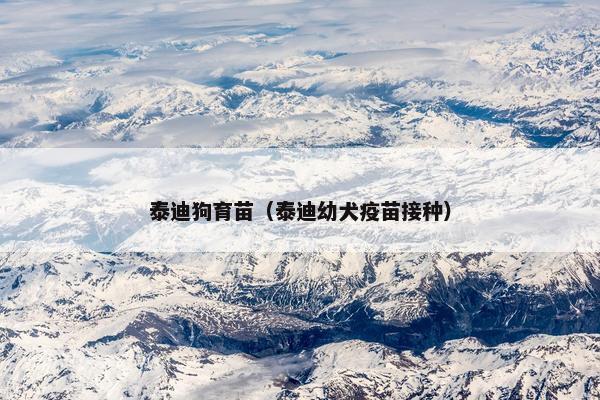 泰迪狗育苗（泰迪幼犬疫苗接种）