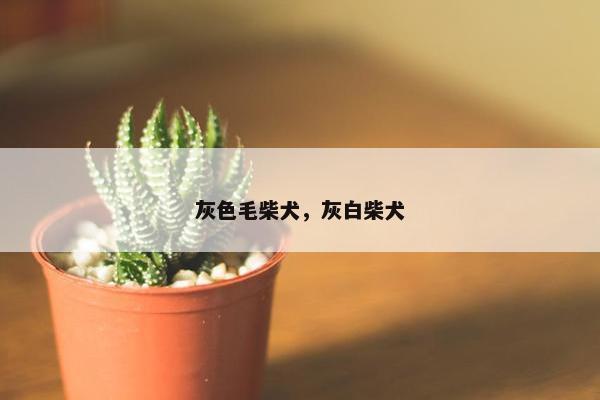 灰色毛柴犬，灰白柴犬