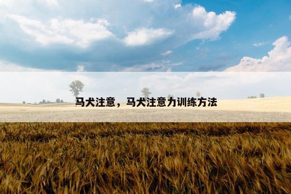马犬注意，马犬注意力训练方法