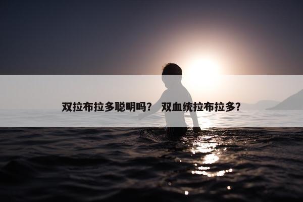 双拉布拉多聪明吗？ 双血统拉布拉多？