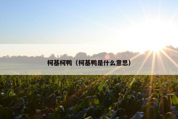 柯基柯鸭（柯基鸭是什么意思）