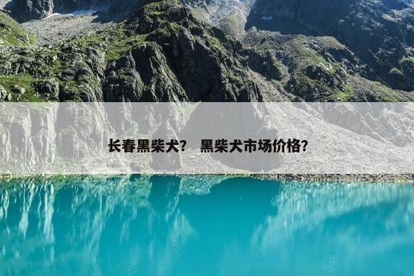 柴犬