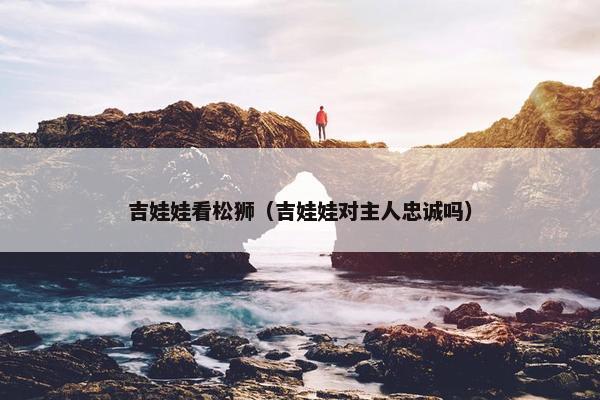 吉娃娃看松狮(吉娃娃对主人忠诚吗)