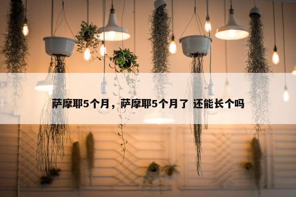萨摩耶5个月，萨摩耶5个月了 还能长个吗