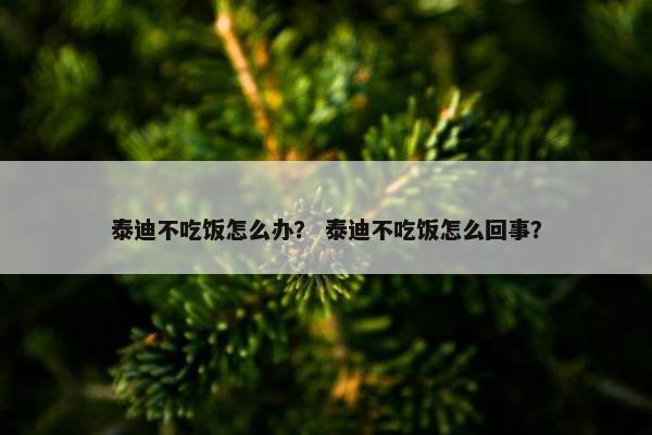 泰迪不吃饭怎么办? 泰迪不吃饭怎么回事?