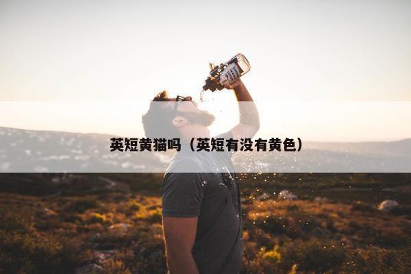 英短黄猫吗（英短有没有黄色）