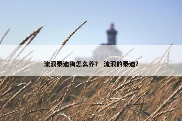 流浪泰迪狗怎么养？ 流浪的泰迪？