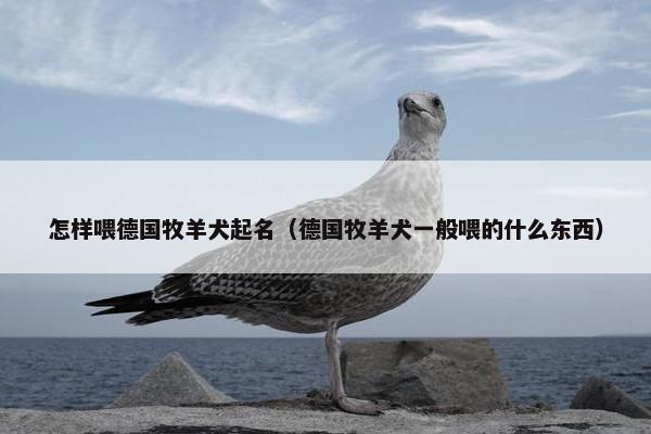 怎样喂德国牧羊犬起名（德国牧羊犬一般喂的什么东西）