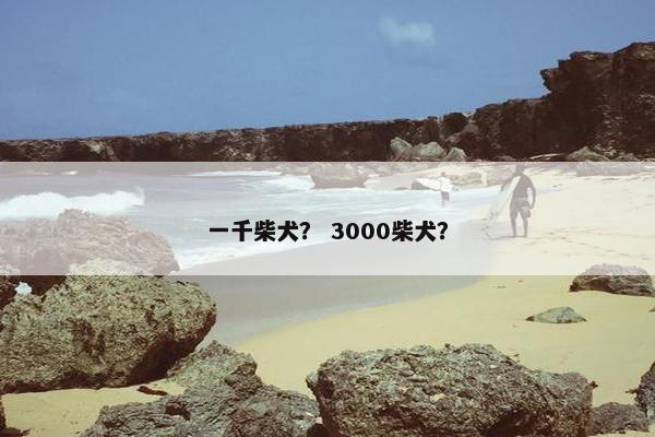 一千柴犬? 3000柴犬?