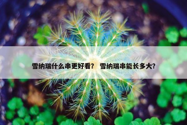 雪纳瑞什么串更好看？ 雪纳瑞串能长多大？
