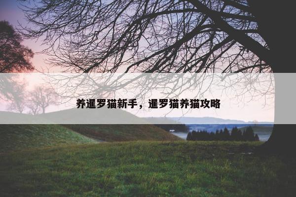 养暹罗猫新手，暹罗猫养猫攻略