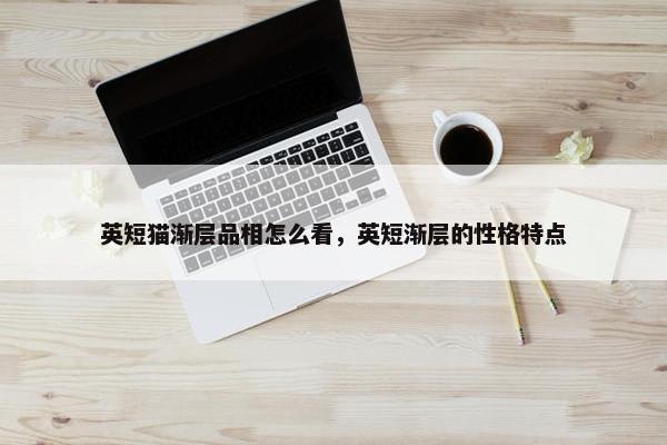 英短猫渐层品相怎么看,英短渐层的性格特点