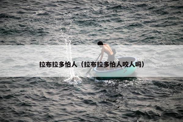 拉布拉多怕人（拉布拉多怕人咬人吗）