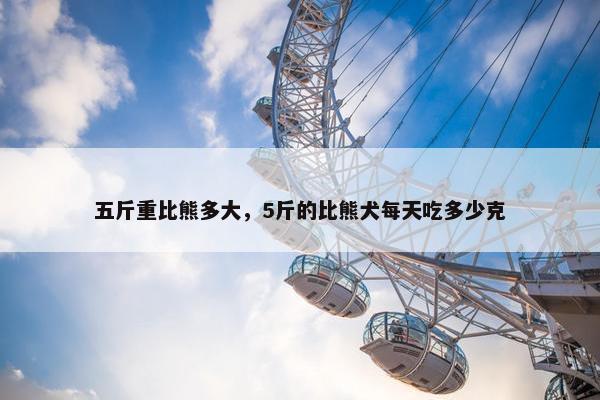 五斤重比熊多大，5斤的比熊犬每天吃多少克