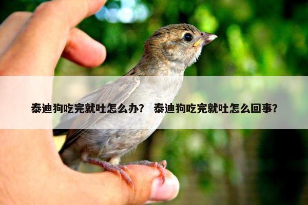 泰迪狗吃完就吐怎么办? 泰迪狗吃完就吐怎么回事?