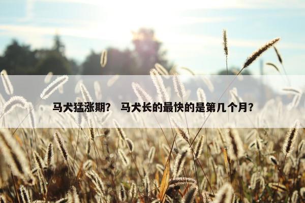 马犬猛涨期? 马犬长的最快的是第几个月?