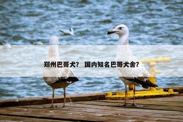 郑州巴哥犬？ 国内知名巴哥犬舍？