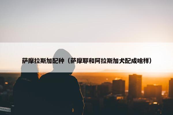 萨摩拉斯加配种（萨摩耶和阿拉斯加犬配成啥样）