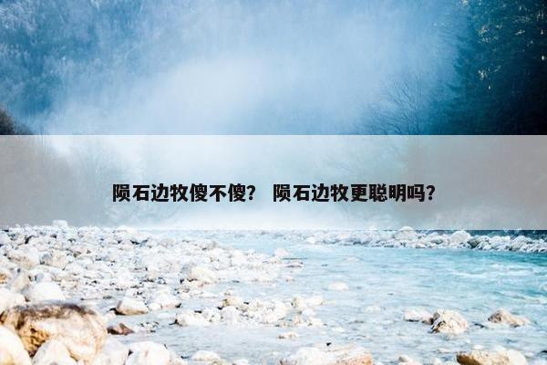 陨石边牧傻不傻？ 陨石边牧更聪明吗？