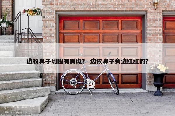 边牧鼻子周围有黑斑？ 边牧鼻子旁边红红的？
