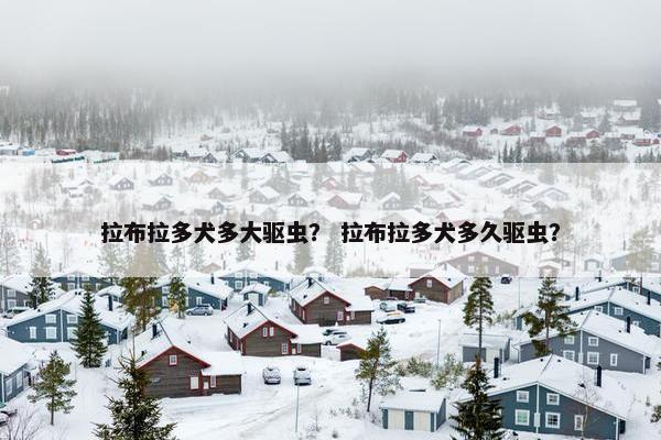 拉布拉多犬多大驱虫？ 拉布拉多犬多久驱虫？