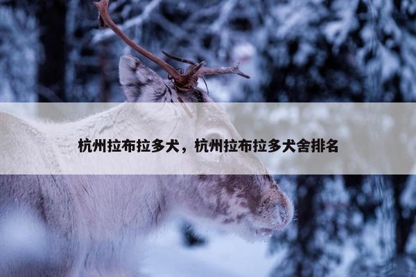 杭州拉布拉多犬，杭州拉布拉多犬舍排名