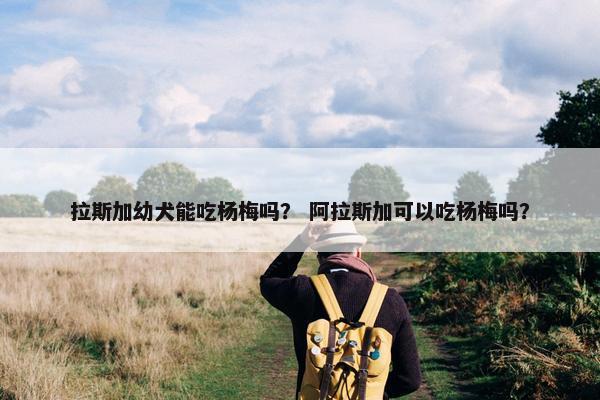 拉斯加幼犬能吃杨梅吗? 阿拉斯加可以吃杨梅吗?