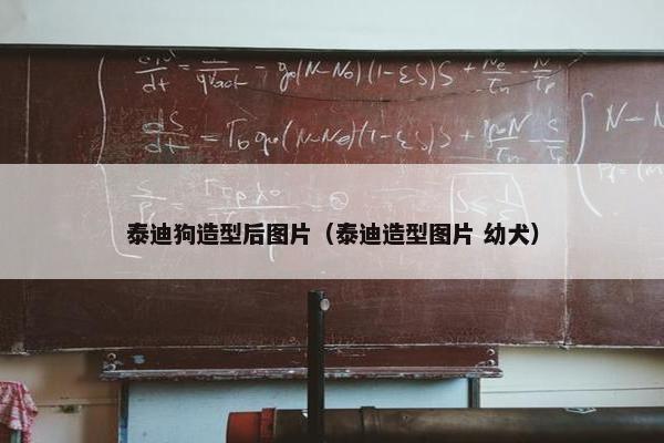 泰迪
