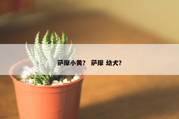 萨摩小黄？ 萨摩 幼犬？