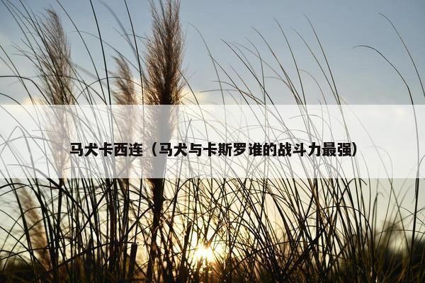马犬卡西连(马犬与卡斯罗谁的战斗力最强)