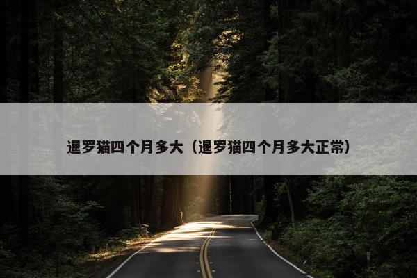 公猫