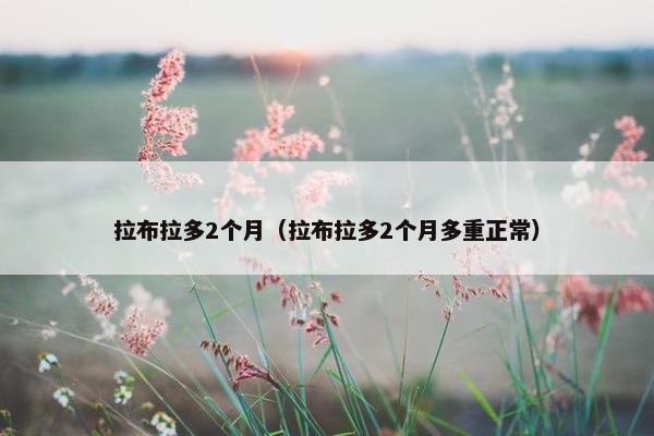 拉布拉多2个月(拉布拉多2个月多重正常)
