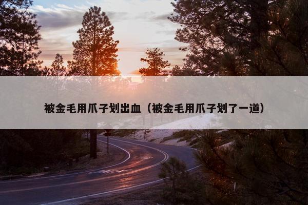 被金毛用爪子划出血(被金毛用爪子划了一道)
