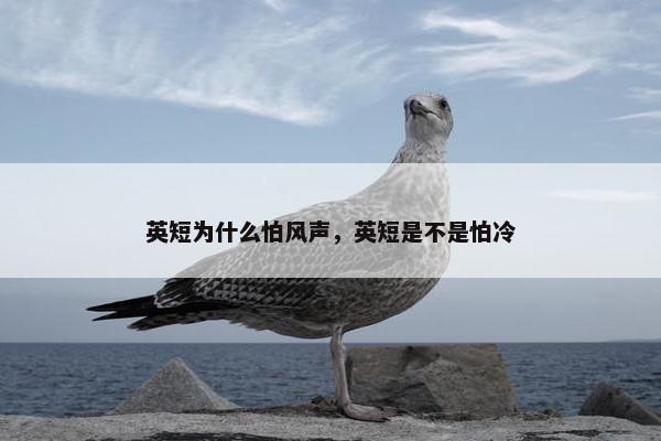 英短为什么怕风声,英短是不是怕冷