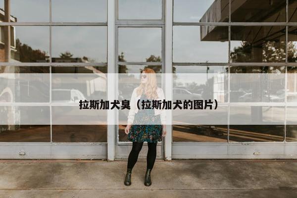 拉斯加犬臭(拉斯加犬的图片)