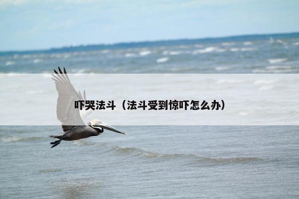 吓哭法斗（法斗受到惊吓怎么办）