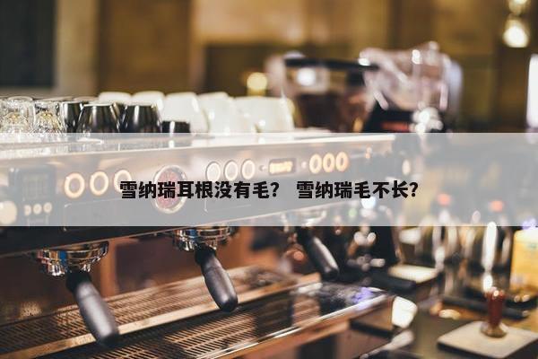 雪纳瑞耳根没有毛? 雪纳瑞毛不长?