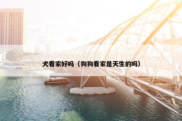 犬看家好吗(狗狗看家是天生的吗)