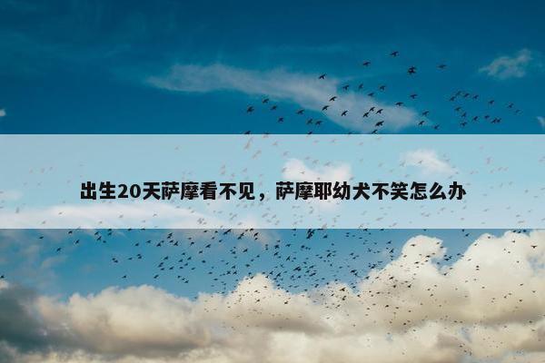 出生20天萨摩看不见,萨摩耶幼犬不笑怎么办