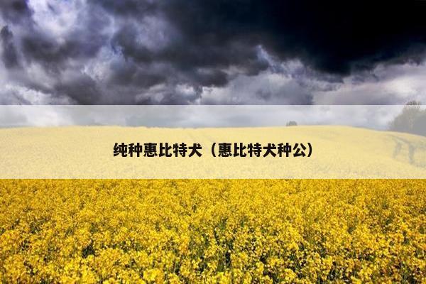 纯种惠比特犬(惠比特犬种公)