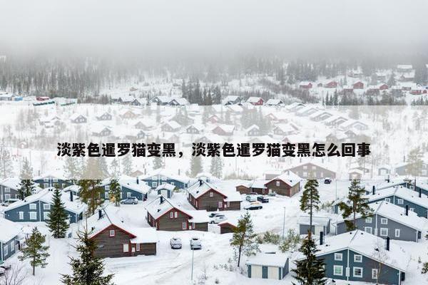 淡紫色暹罗猫变黑,淡紫色暹罗猫变黑怎么回事