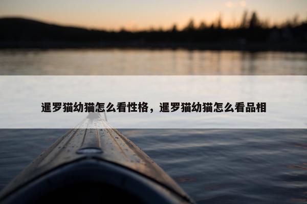 暹罗猫幼猫怎么看性格,暹罗猫幼猫怎么看品相