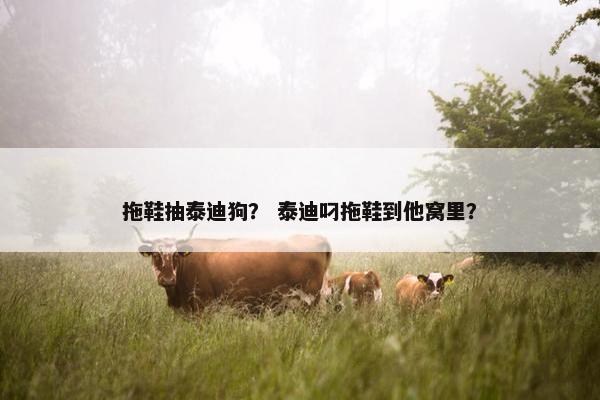 拖鞋抽泰迪狗？ 泰迪叼拖鞋到他窝里？