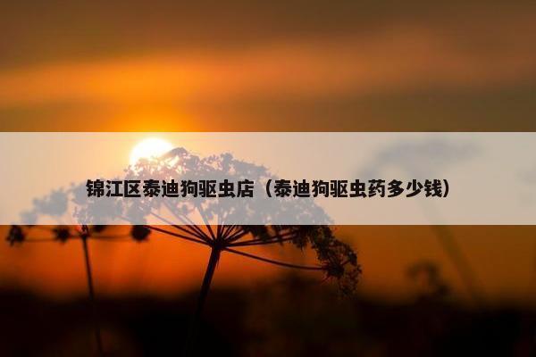 泰迪狗