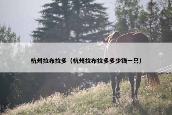 杭州拉布拉多（杭州拉布拉多多少钱一只）