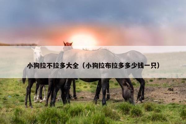小狗拉不拉多大全（小狗拉布拉多多少钱一只）